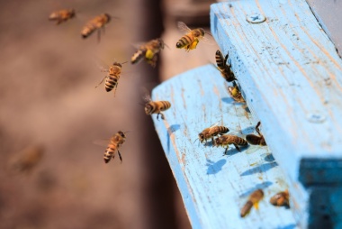 Beekeeping in the West Bank: Between Reality and Challenges